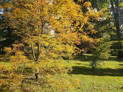 Aesculus hippocastanum 'Laciniata'